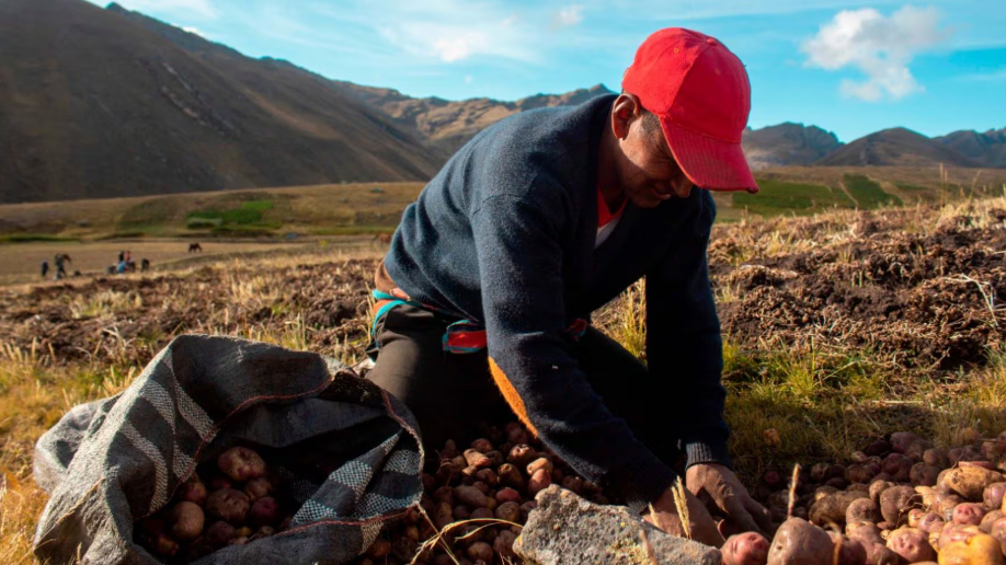 La paradoja alimentaria del Perú: potencia agroexportadora con alta inseguridad alimentaria